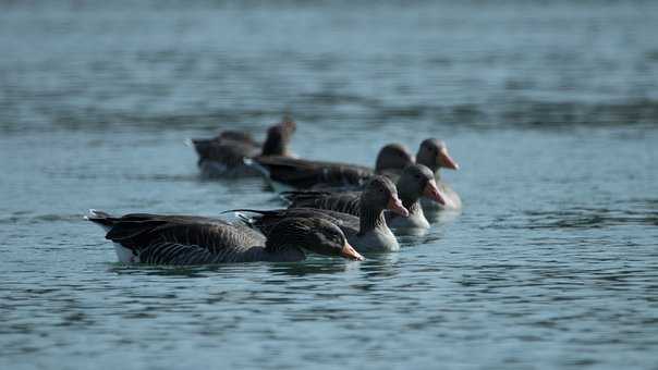 海賊王：被明哥「鳥籠」困住怎麼辦？這幾人完全不放眼裡